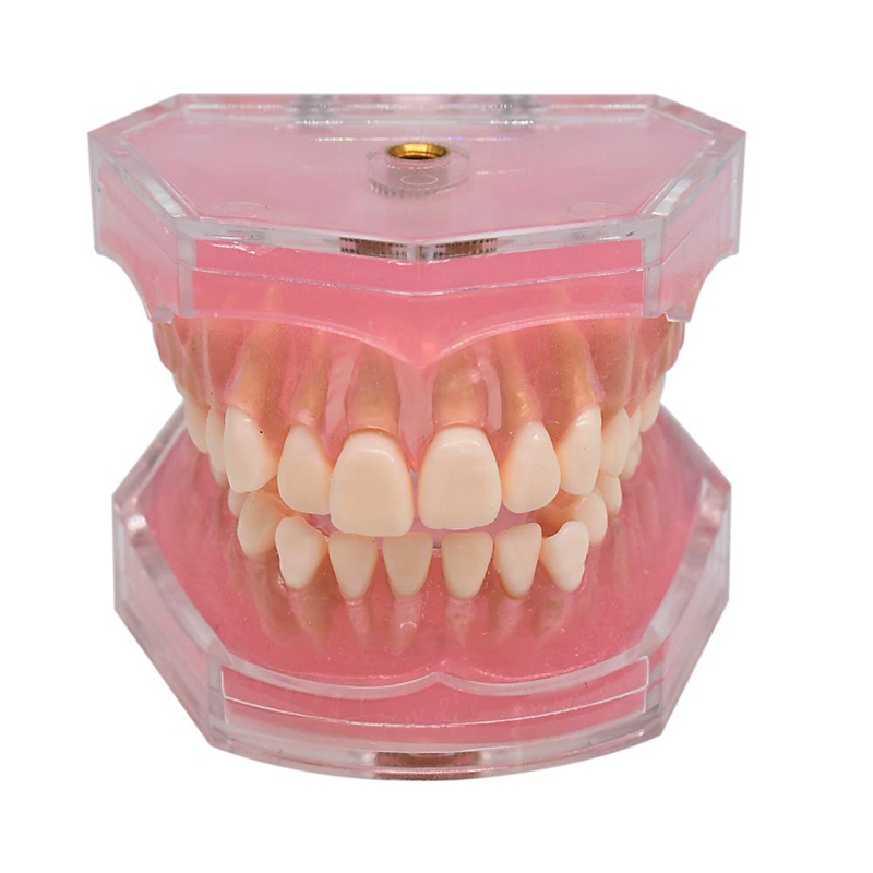 이동식 치아와 표준 모델 4004 01 연구 치아 모델을 가르쳐